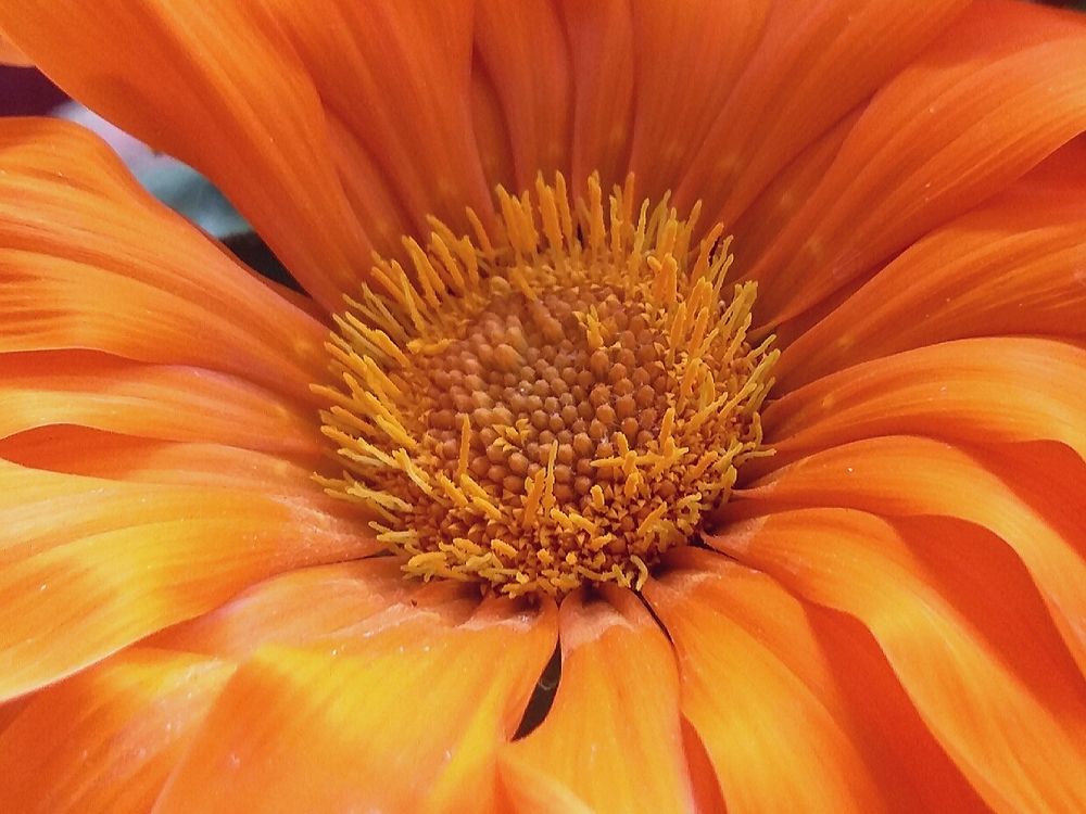 Beauty...with ..bloom