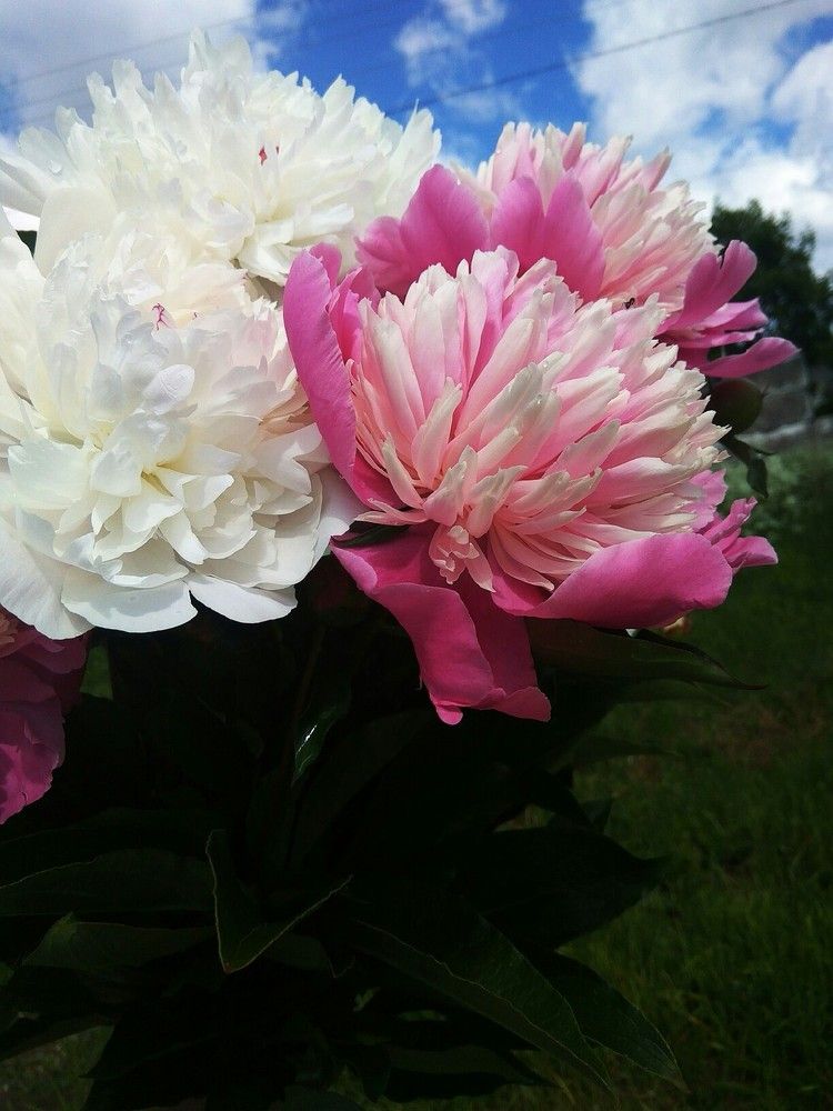 Photograph by Анастасия Мусина