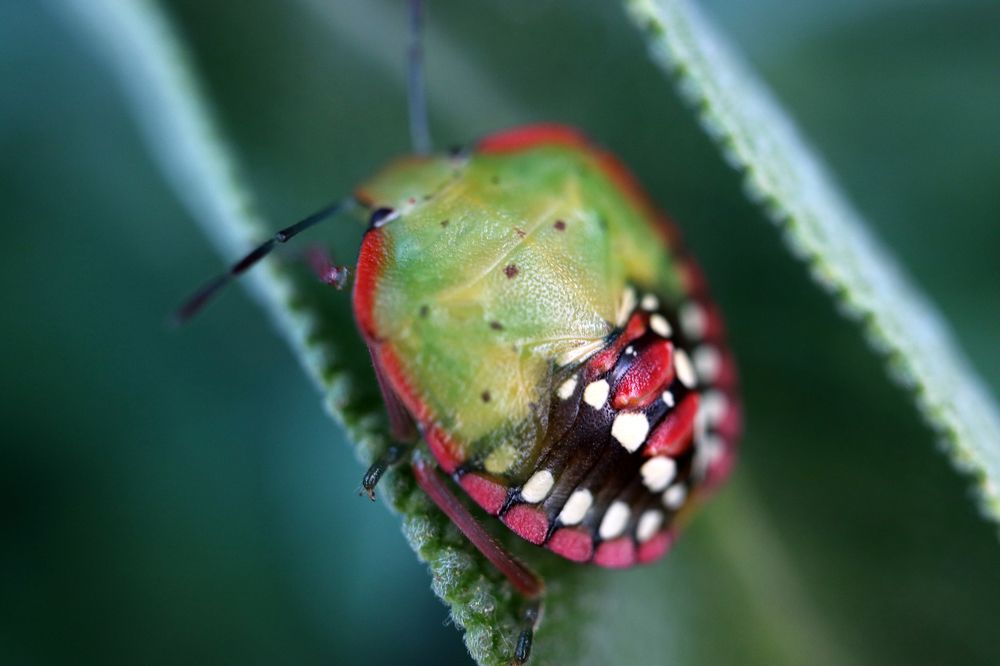 Colorful Bug