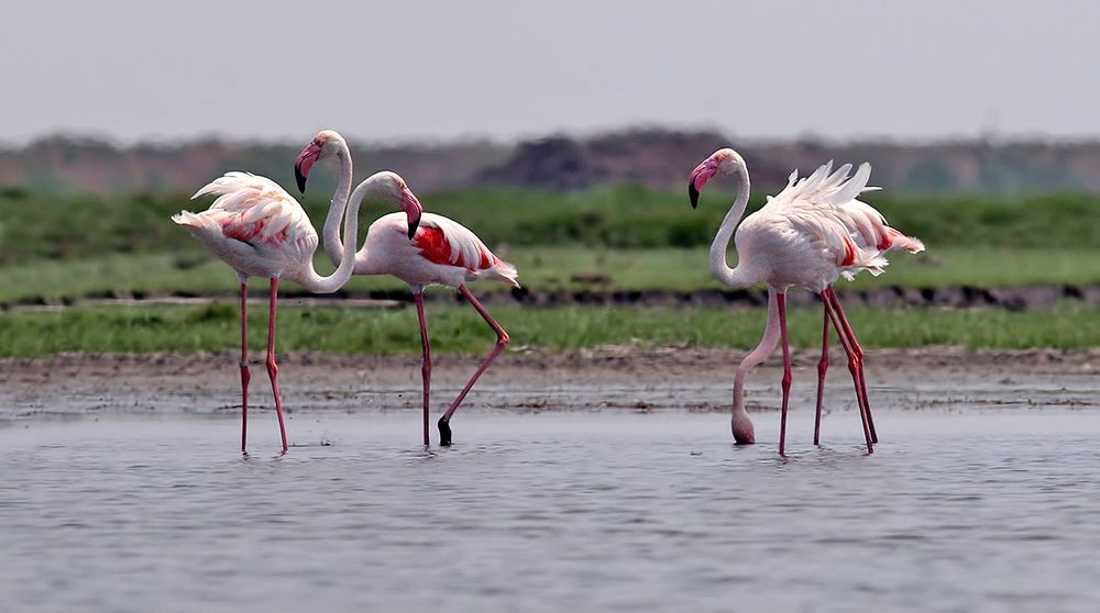 WE like showing off !