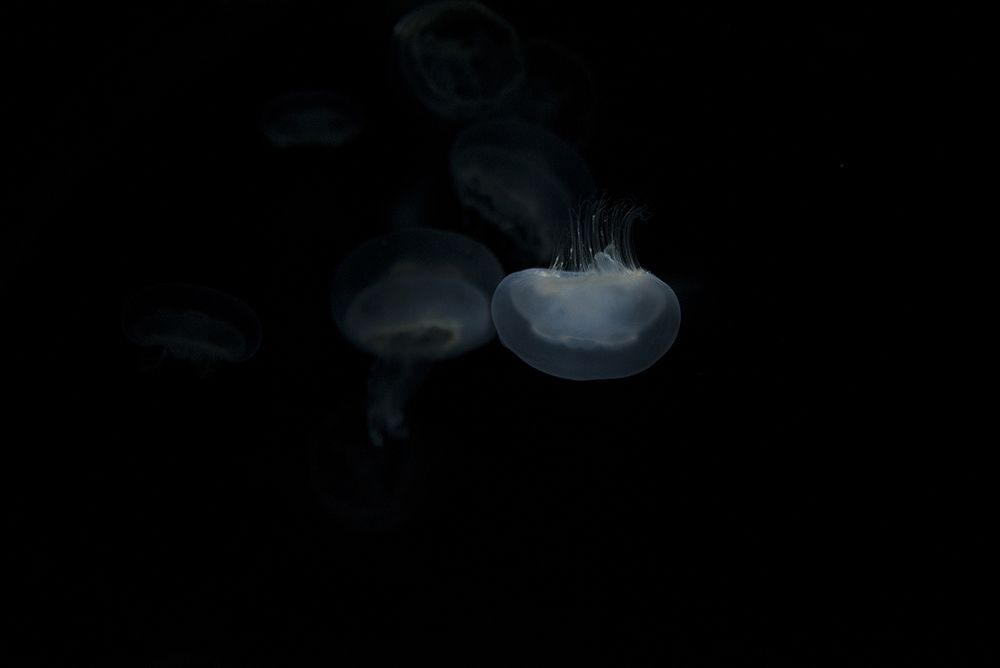 Jellyfish