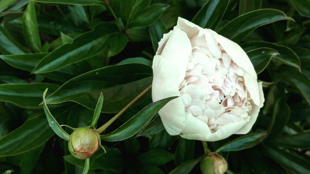 Нежный пион