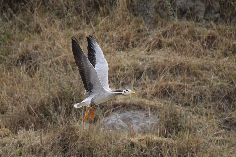 Bar- headed Goose