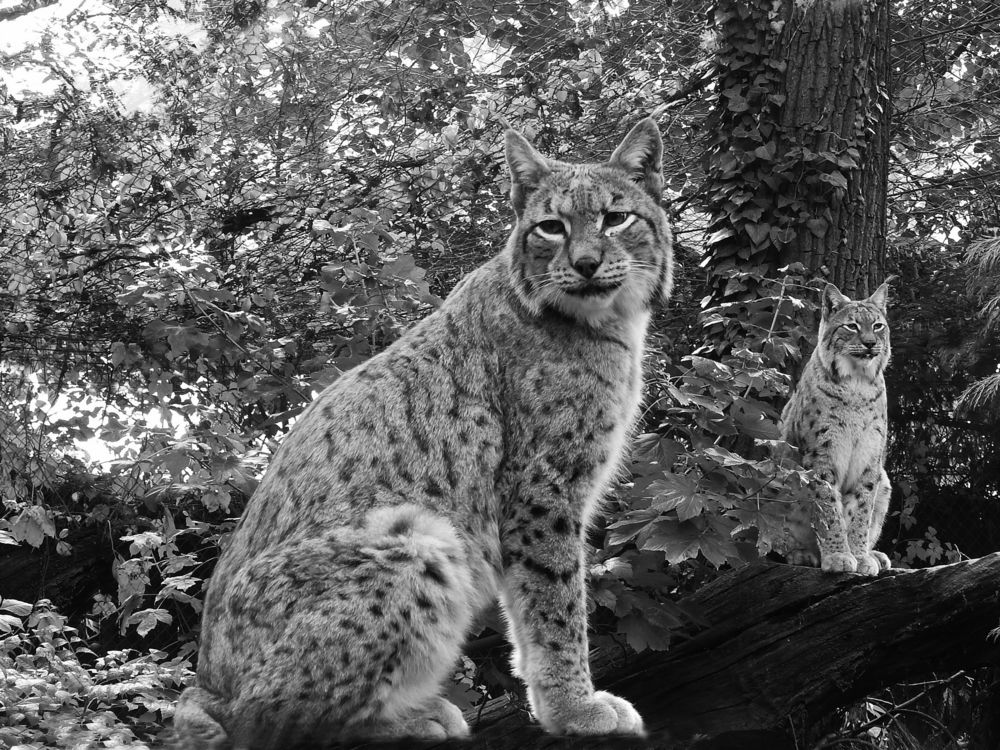 Wild cat (Felis Silvestris)