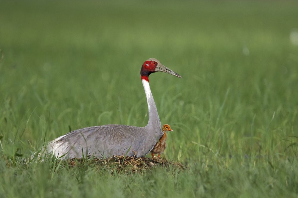 Sarus Crane with Chick