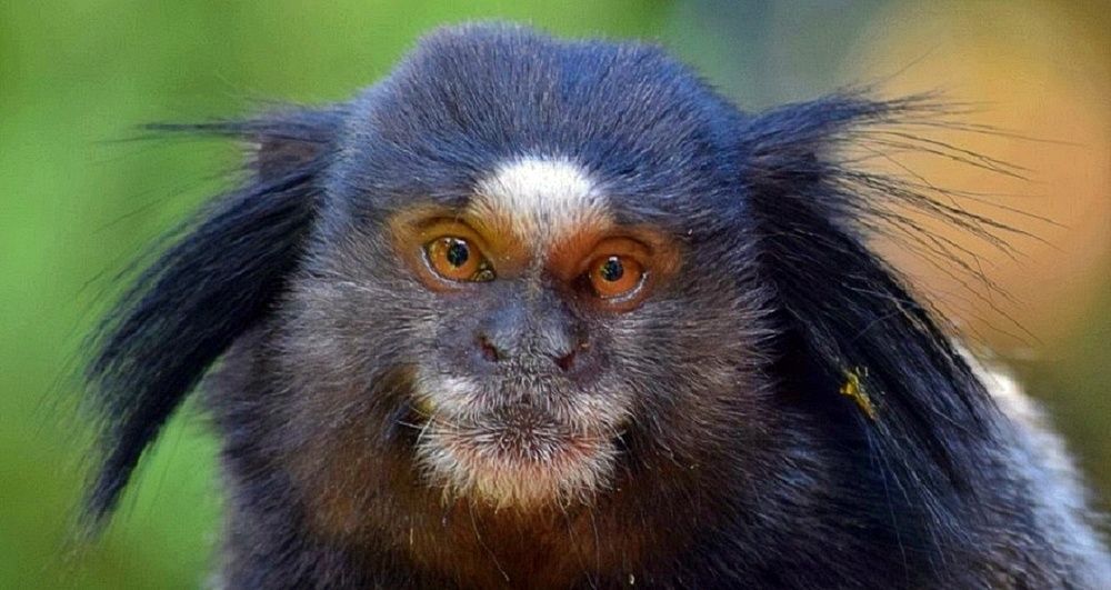 Sagui