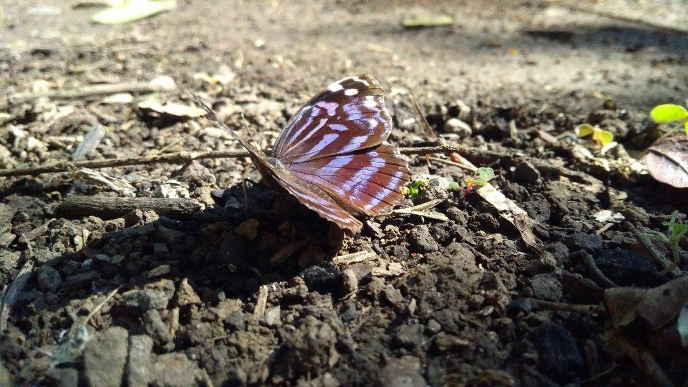 La perfección de lo natural