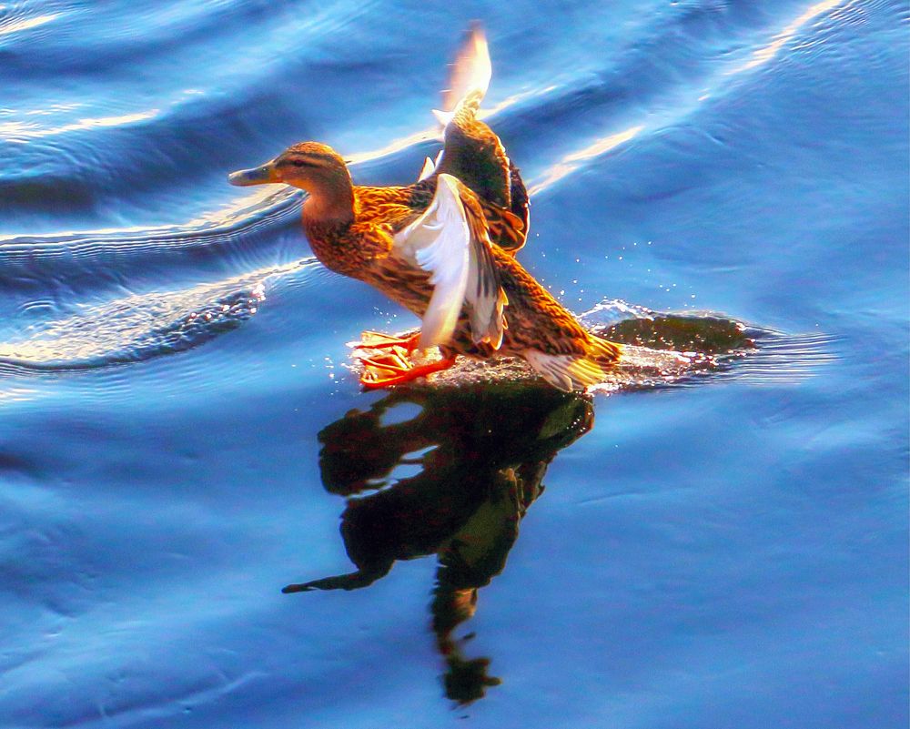 Мягкая посадка