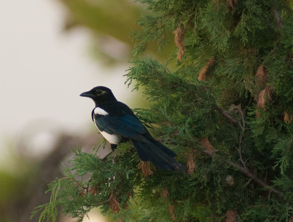 Magpie
