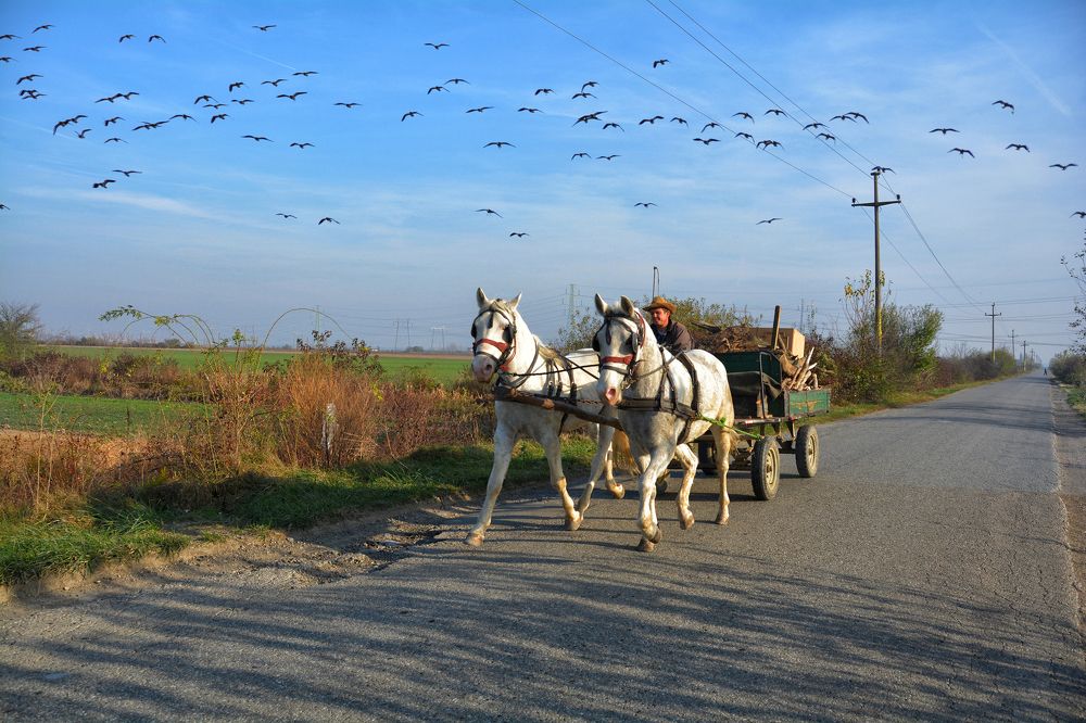 Coming back from green market