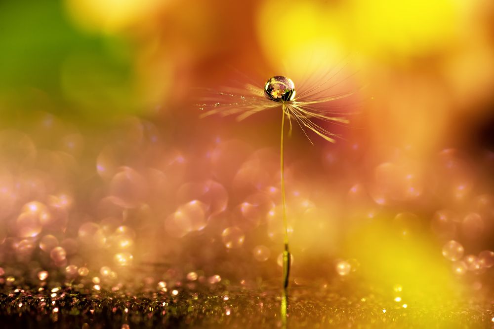 Бриллиант в золотой оправе