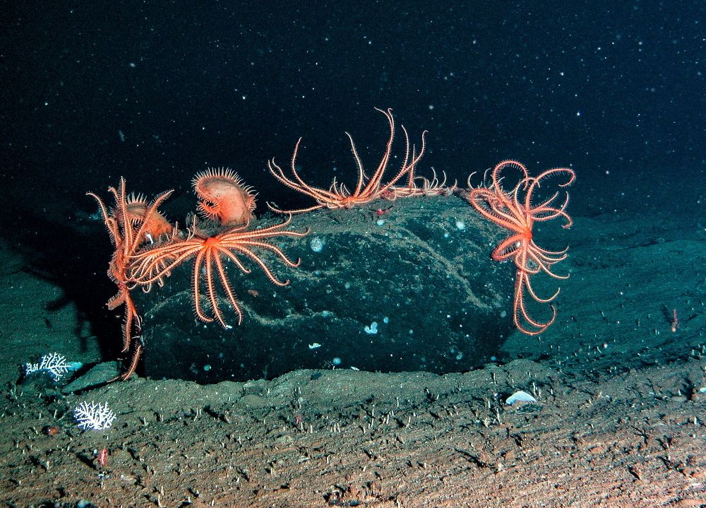 Таинственный мир без солнца