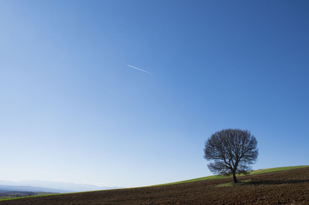 lonely_tree