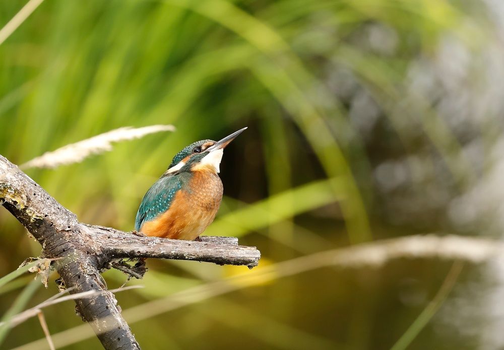 Kingfisher
