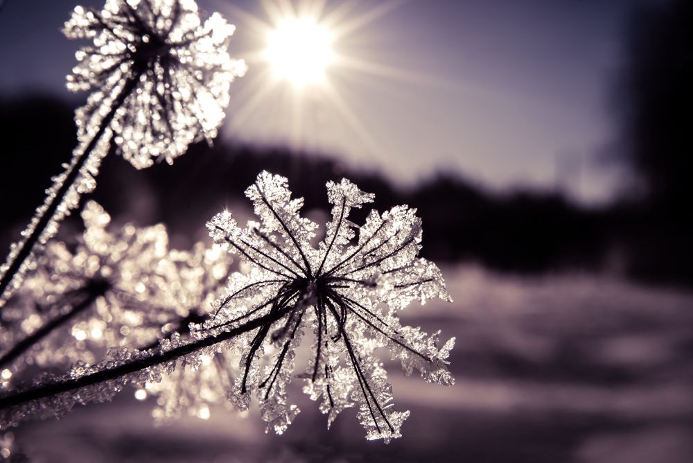 Зимние узоры