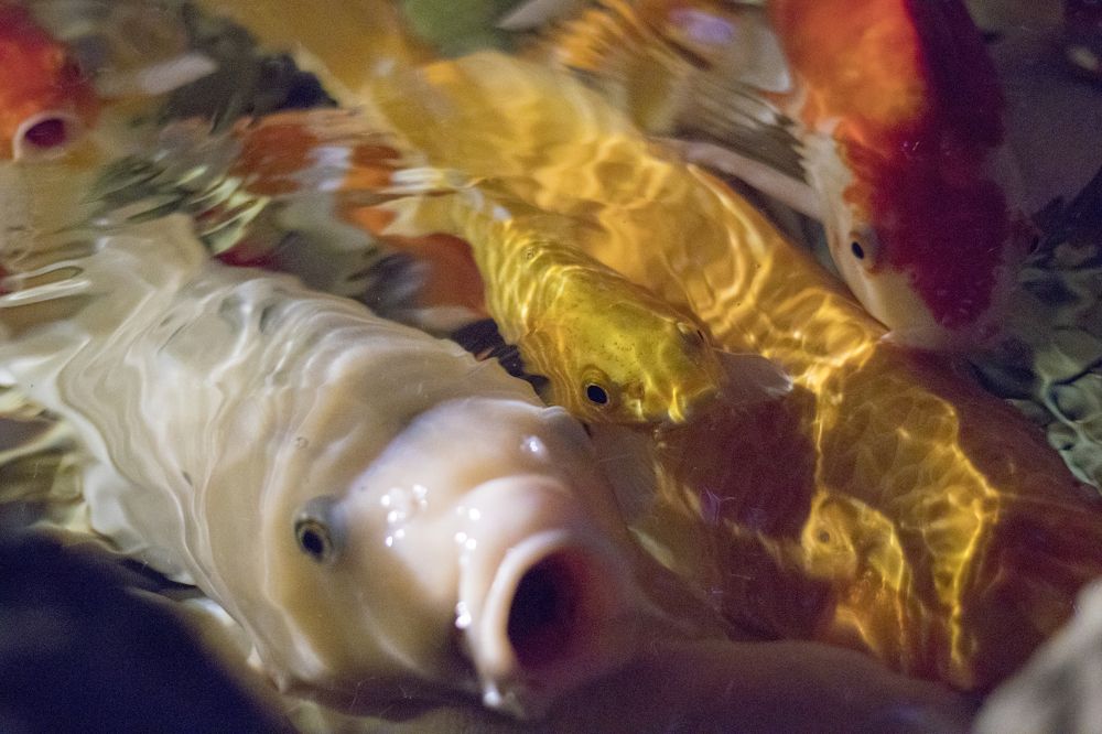 Photograph by Олег