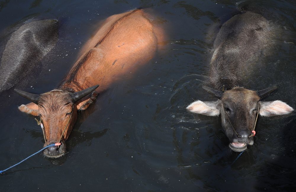 Buffaloe wattering into a river