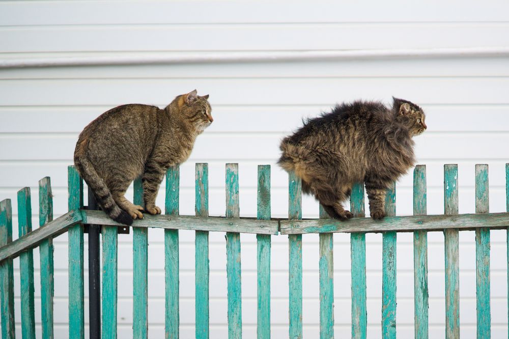 мартовские коты