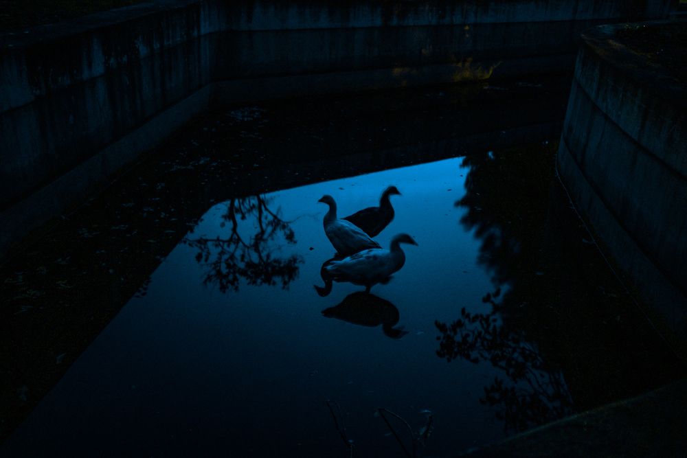 GEESE IN THE DARK