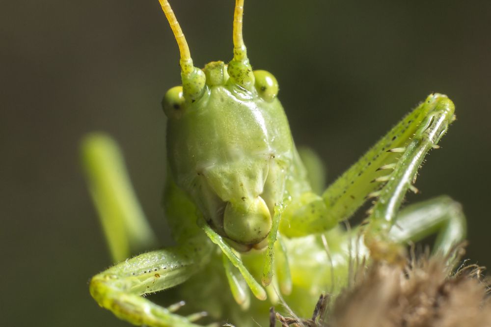 Удивление-1