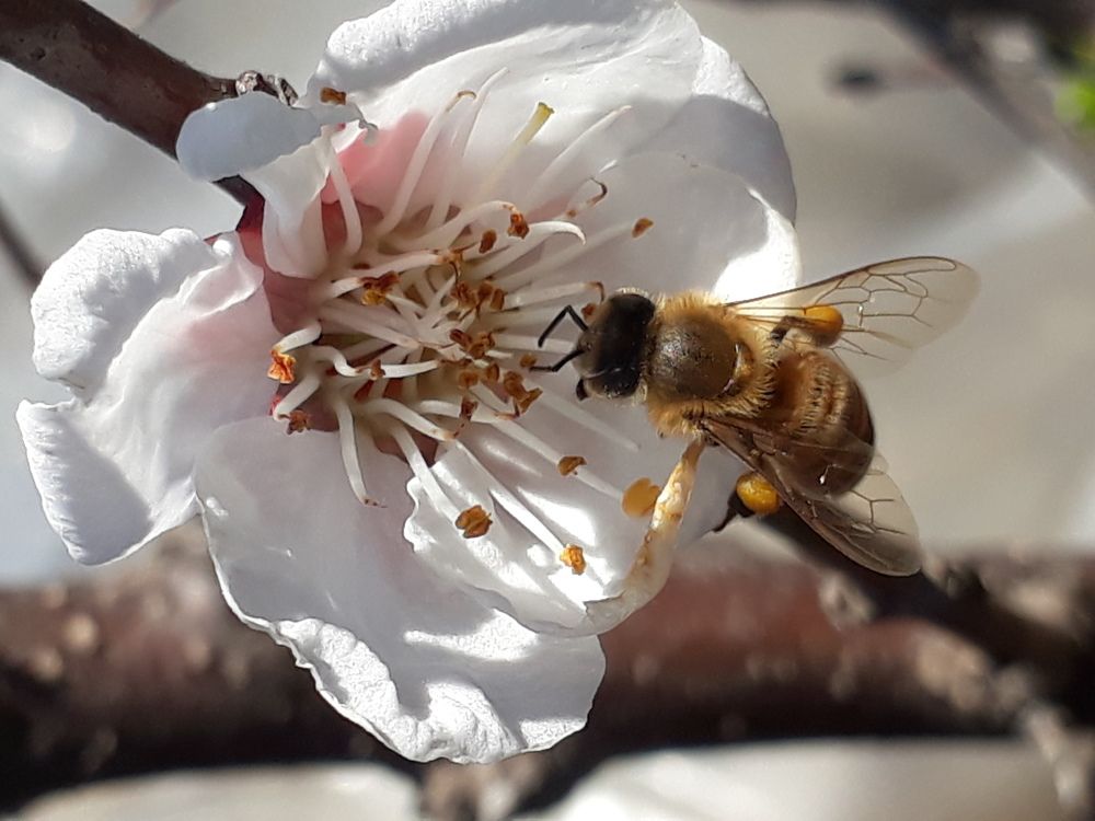 Macro work with mobile