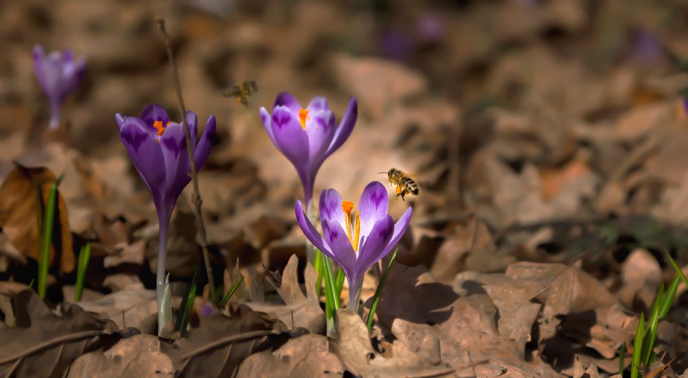 crocus and bee