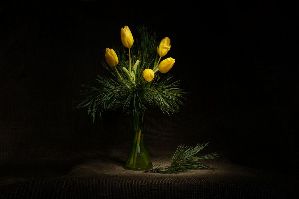 Желтые тюльпаны