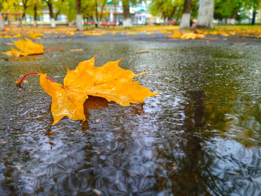 Осенний лист