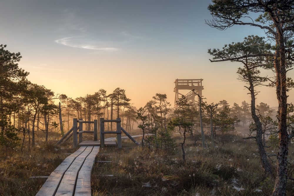 Sunrise at swamp with small pine trees covered in early morning.