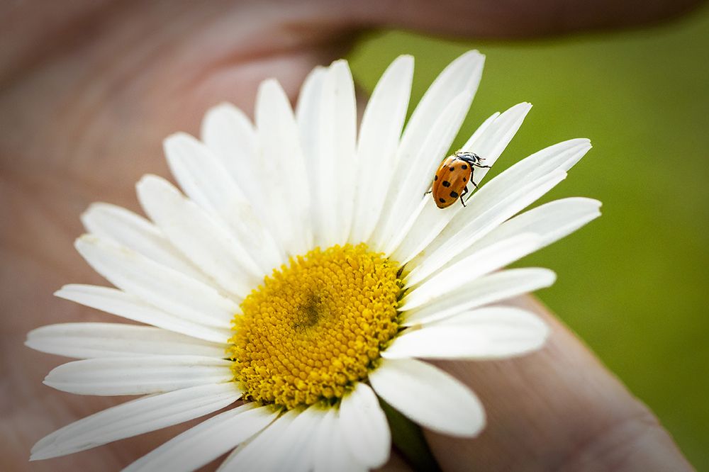 Apreciando a natureza