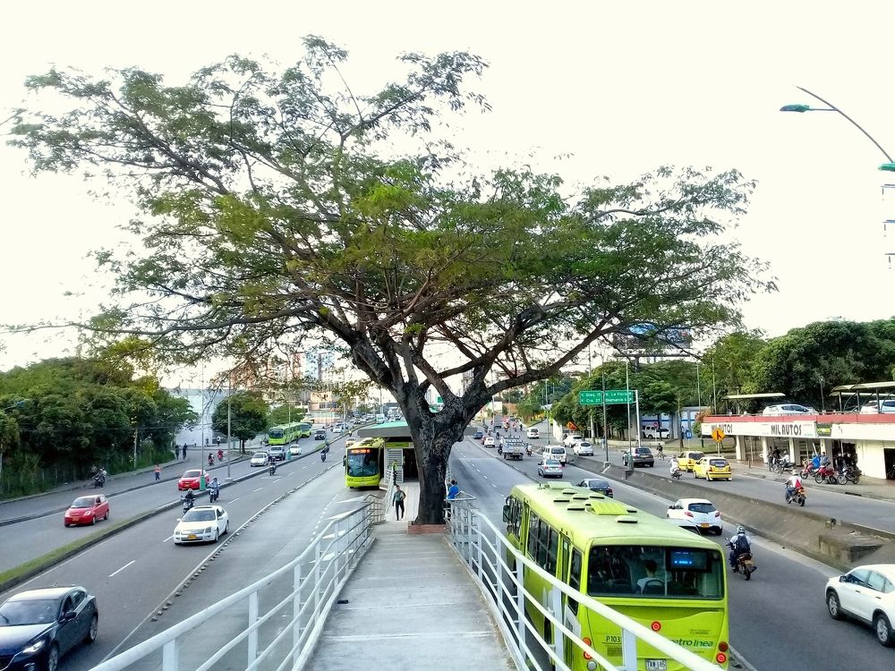 arbol