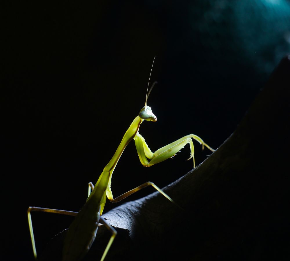 Ночной силуэт:))