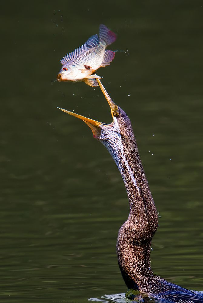 Indian Darter with Fish