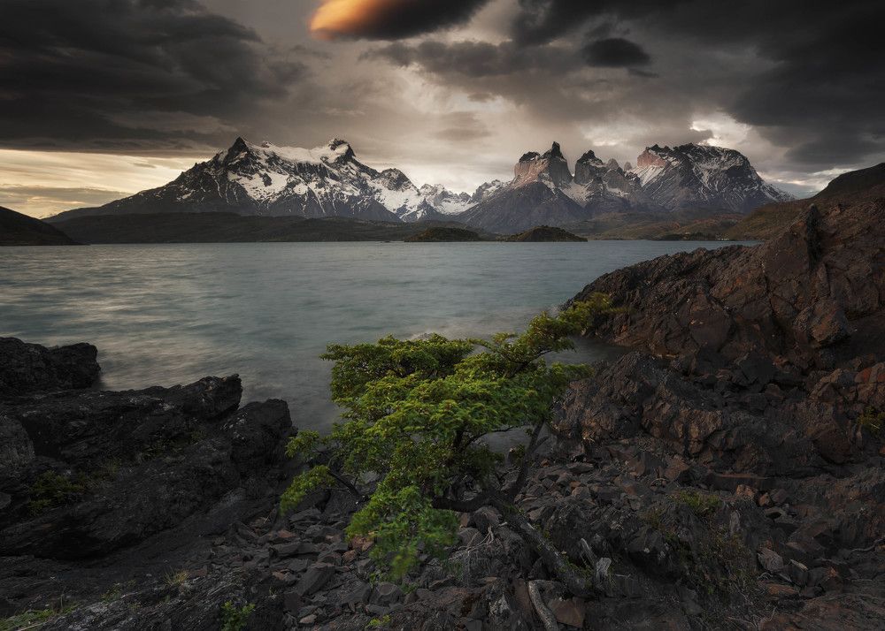 Pequeño árbol del Paine