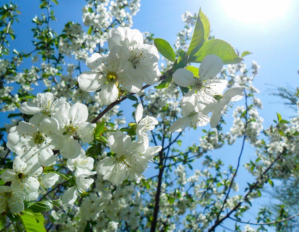 Весна пришла