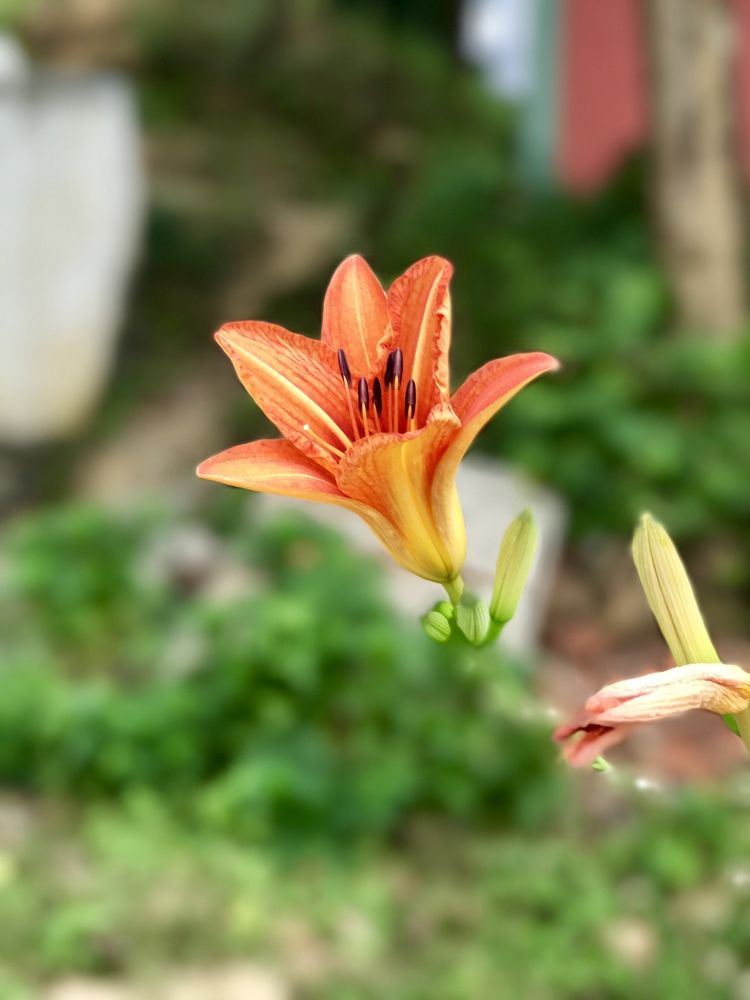 Flower- My first portrait click