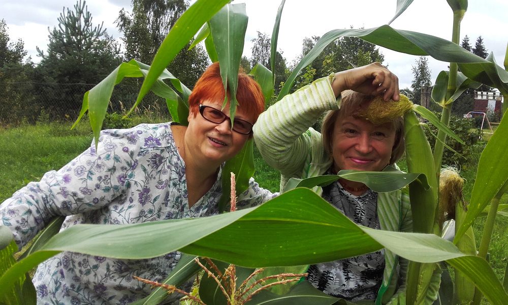 деревня летом