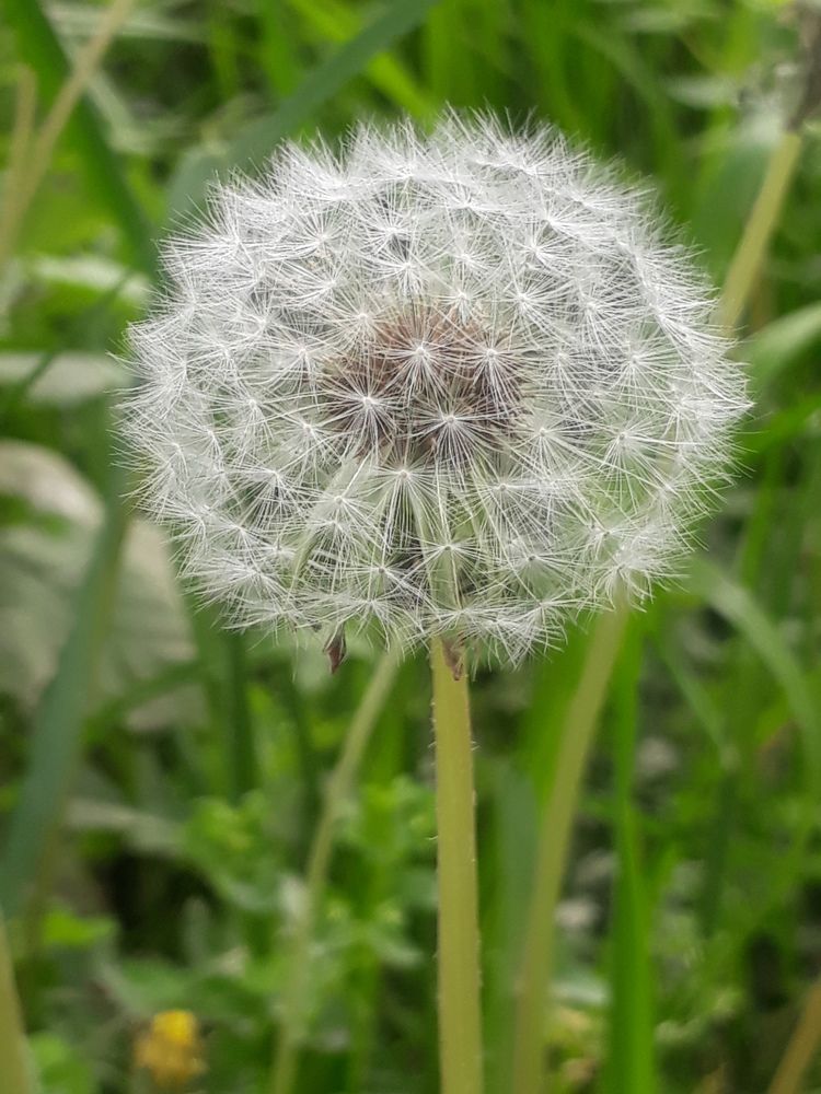 Closeup photography with mobile