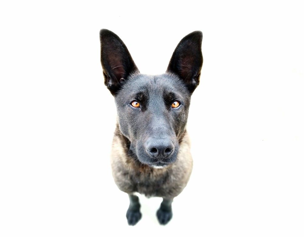 Верный друг