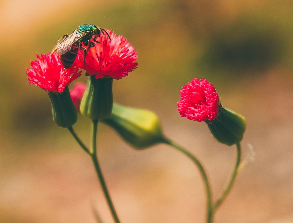 Abelha beijando a flor