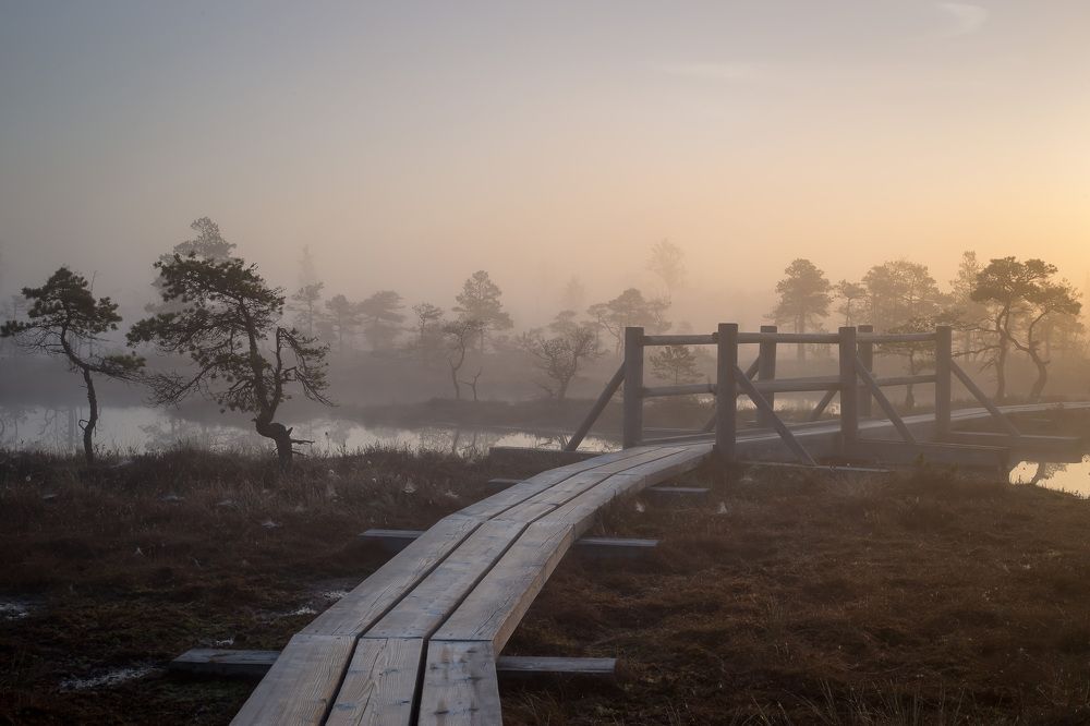 Sunrise at swamp with small pine trees covered in early morning.