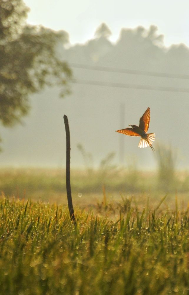Safe landing