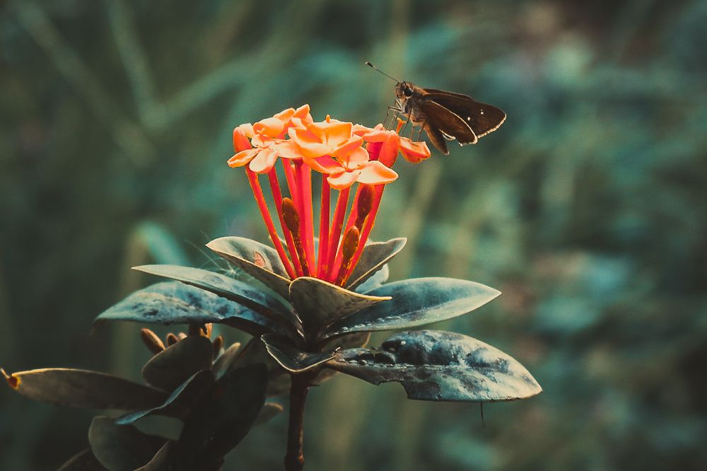 Borboleta sobre a flor
