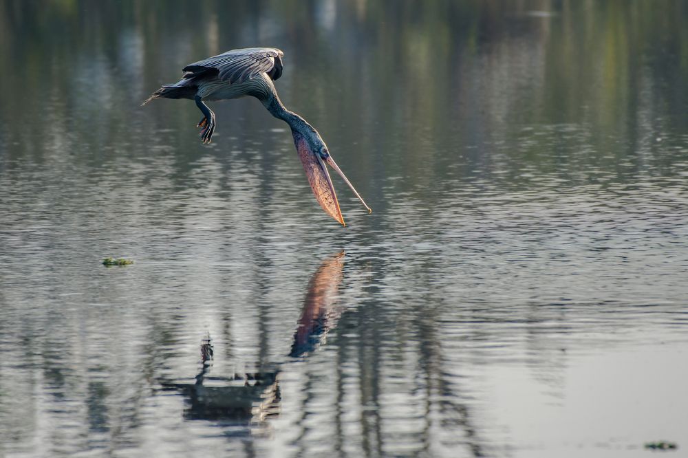Hunting Pelican
