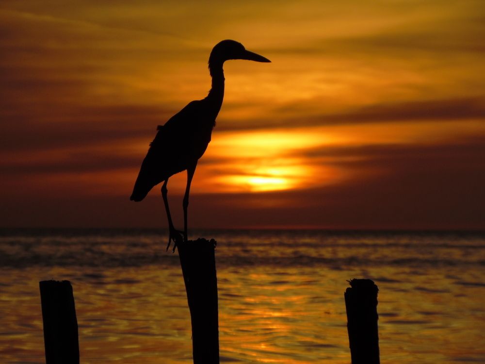 Silueta al atardecer