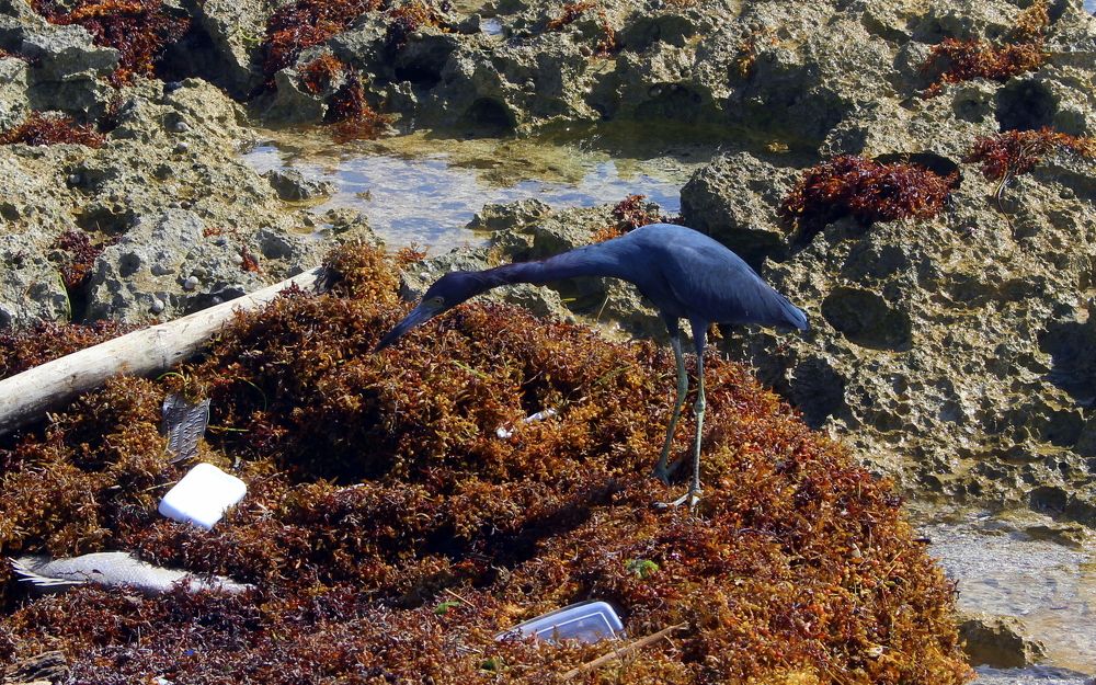 На морском берегу