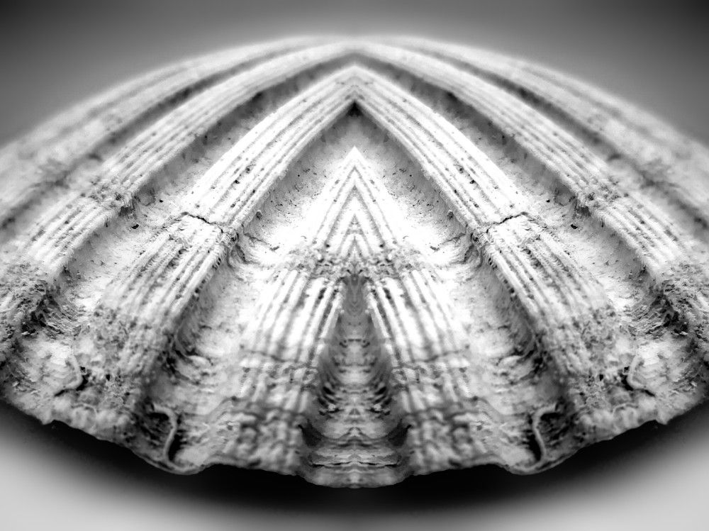 Shell