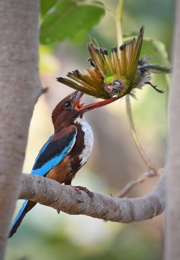 Kingfisher eating the green bee-eater