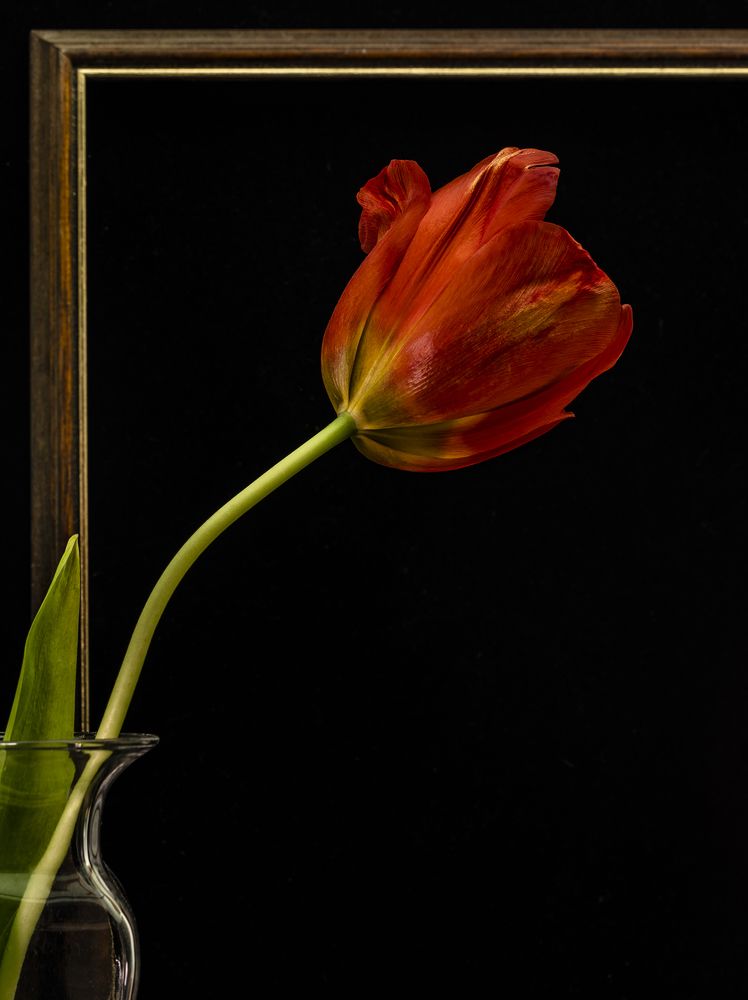 Framed Tulip