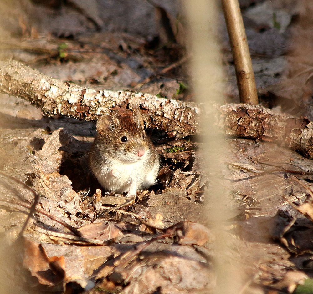 Обыкновенная полевка.